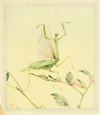 image preview