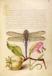 Dragonfly by Anonymous