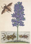 Insects Above and Below by Anonymous