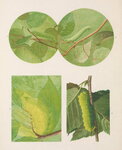 Leaf Caterpillars by Anonymous