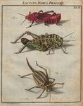 Locusts by Anonymous