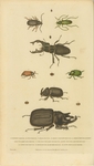 Beetles by Anonymous