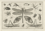 Insects by Anonymous