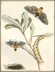 Banksia Moth by Anonymous